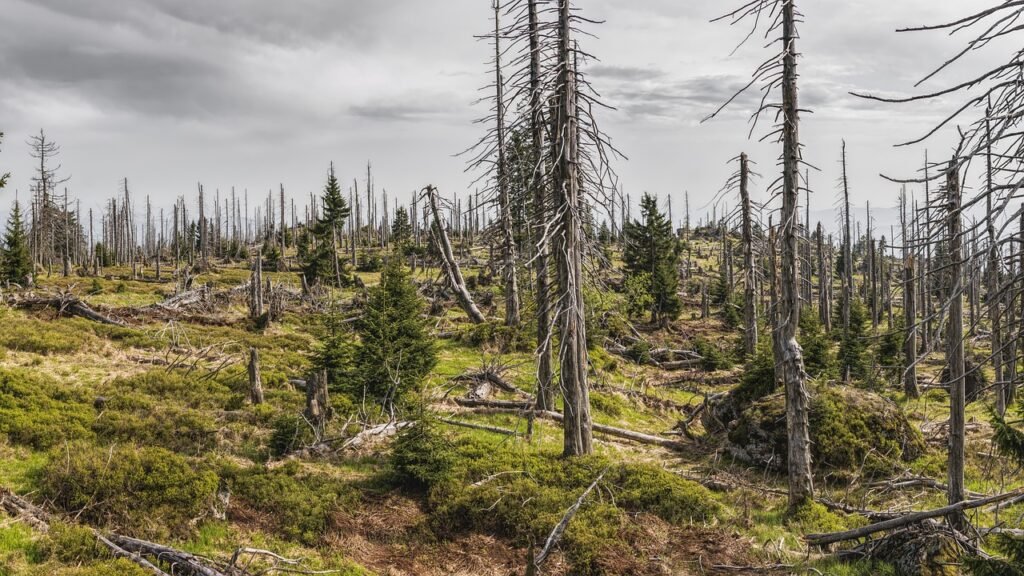 bavarian forest, forest, trees-3385966.jpg